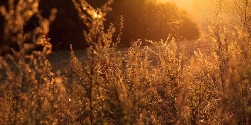东南亚进口天然乳胶寝具选购指南：如何慧眼识珠，避开合成乳胶陷阱