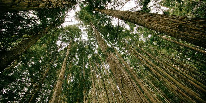 从进口食品到家居美学：探寻斯堪的纳维亚极简设计的进口代表