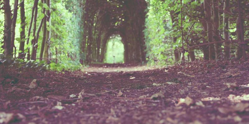 进口宠物食品市场深度解析：海外直邮与跨境电商如何重塑高端养宠格局